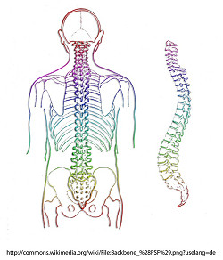 spine x2ts.jpg